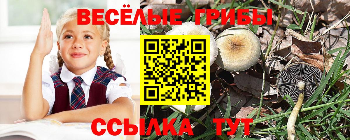 Псилоцибиновые грибы Psilocybine cubensis Изобильный